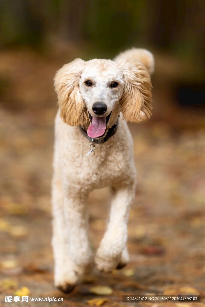 快乐小狗在秋日小径奔跑