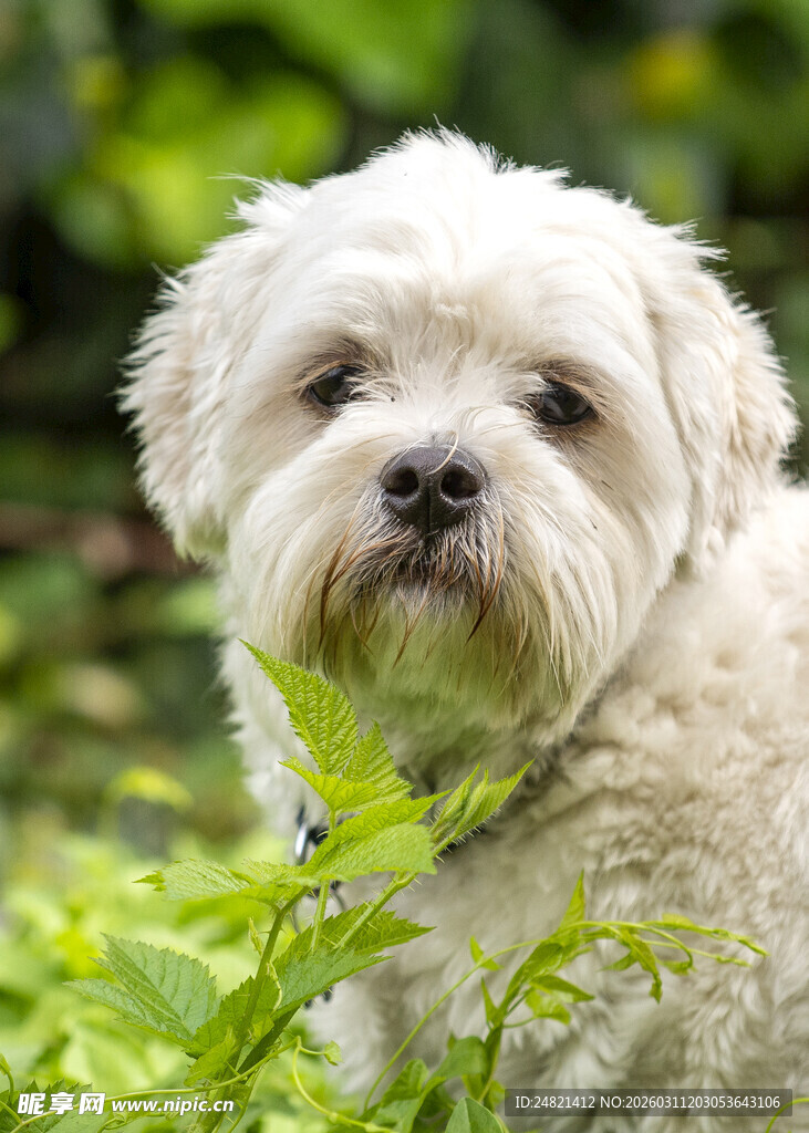 可爱白小狗于绿植间