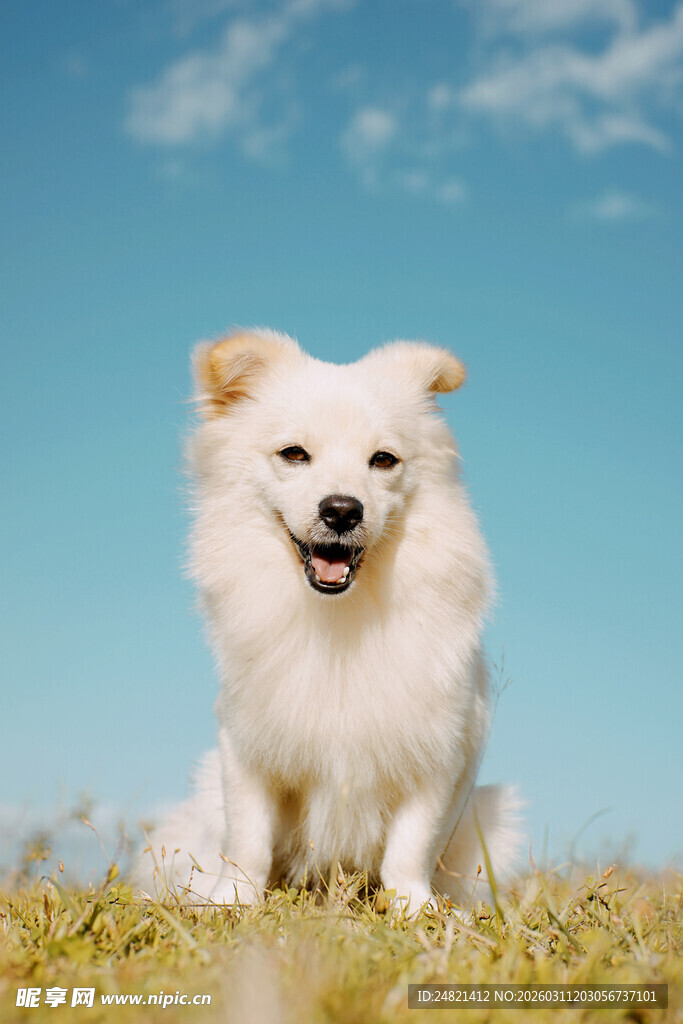 草地上的微笑小狗