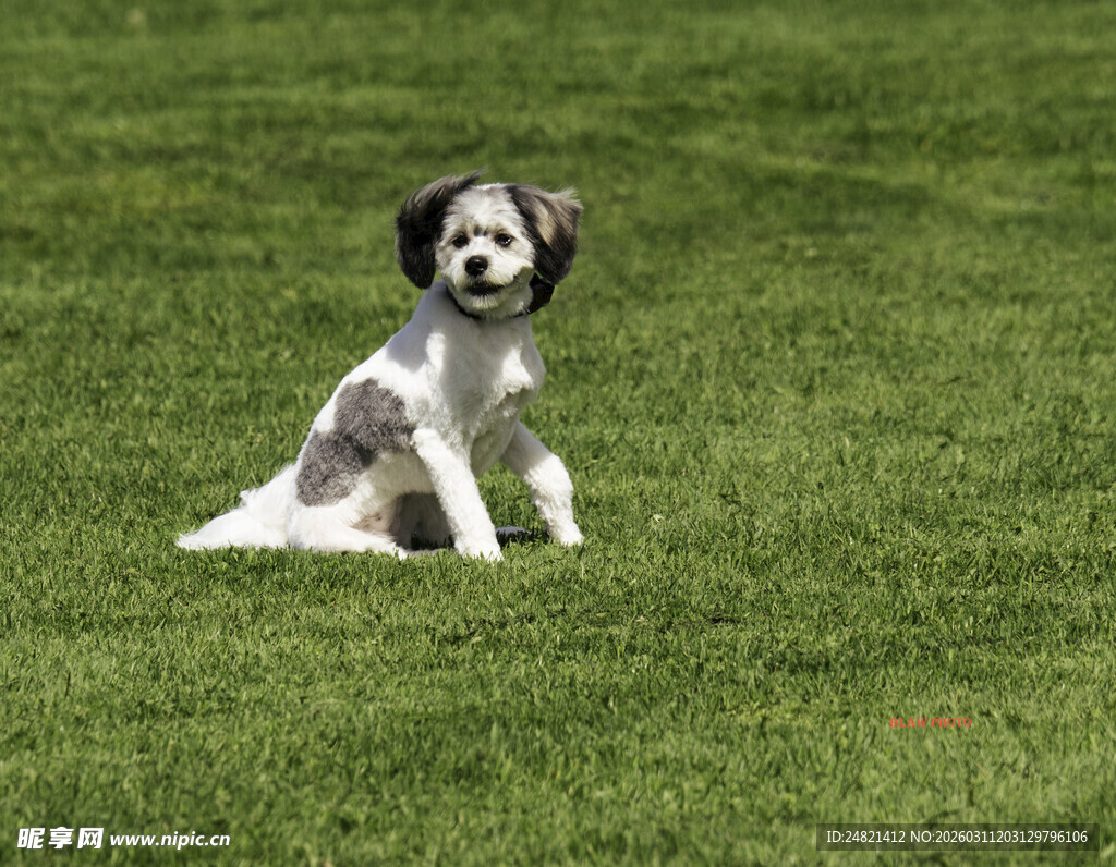 草地上的可爱小狗