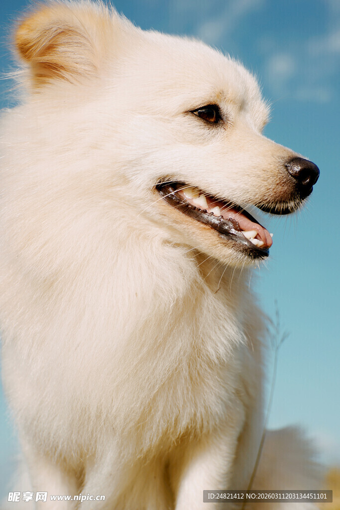 可爱白毛犬的惬意瞬间