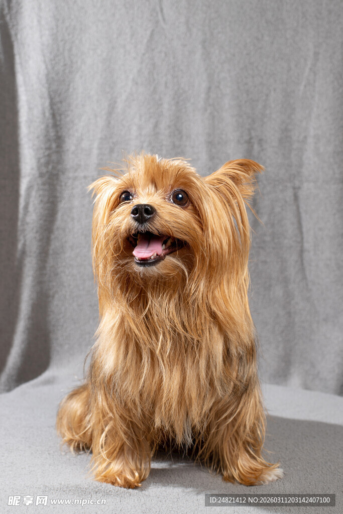 可爱约克夏犬张嘴露笑