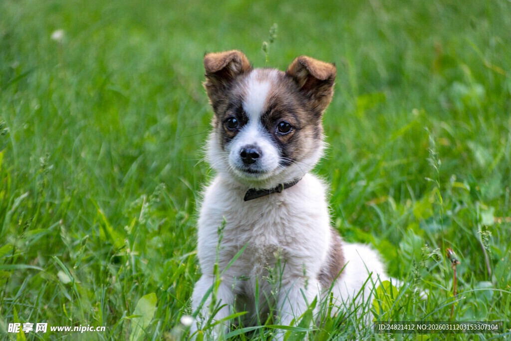 草地上可爱的小狗