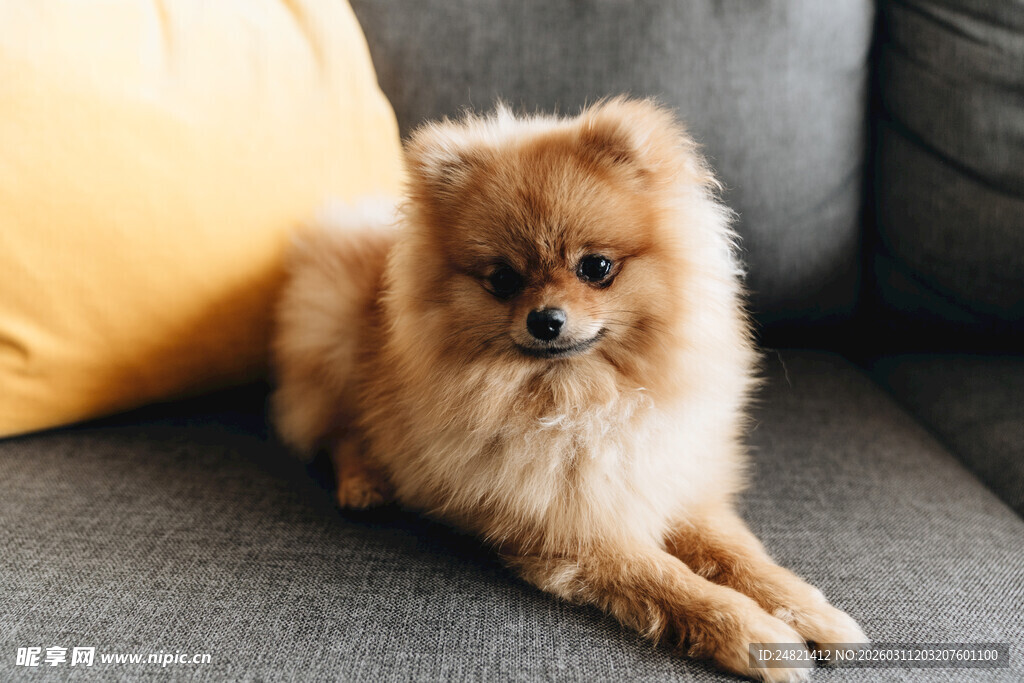 可爱博美犬慵懒躺沙发