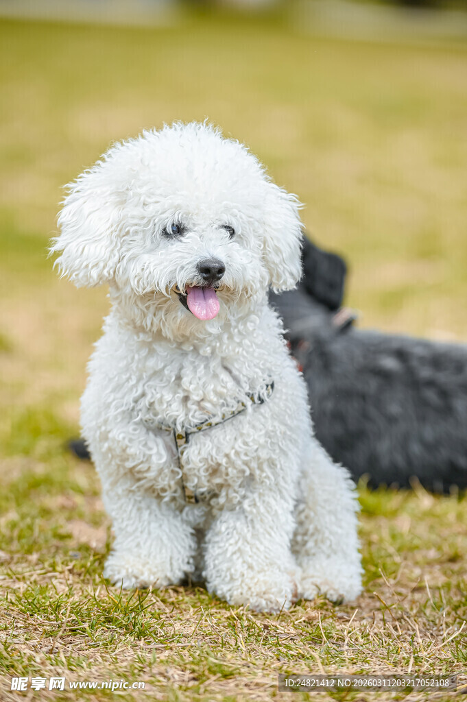 可爱比熊犬坐在草地上
