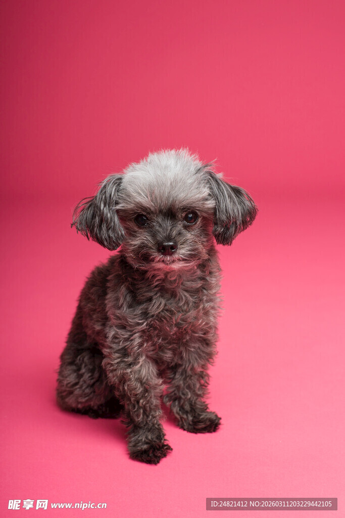 粉色背景下的可爱小泰迪