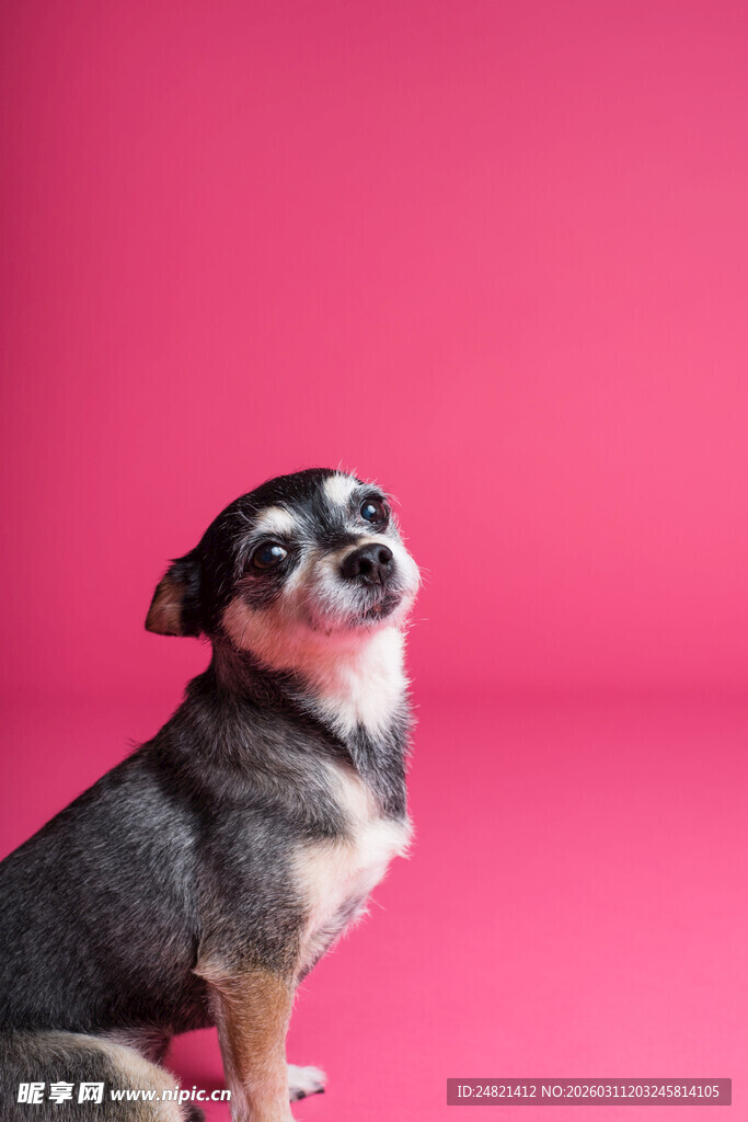 粉色背景下的可爱小狗