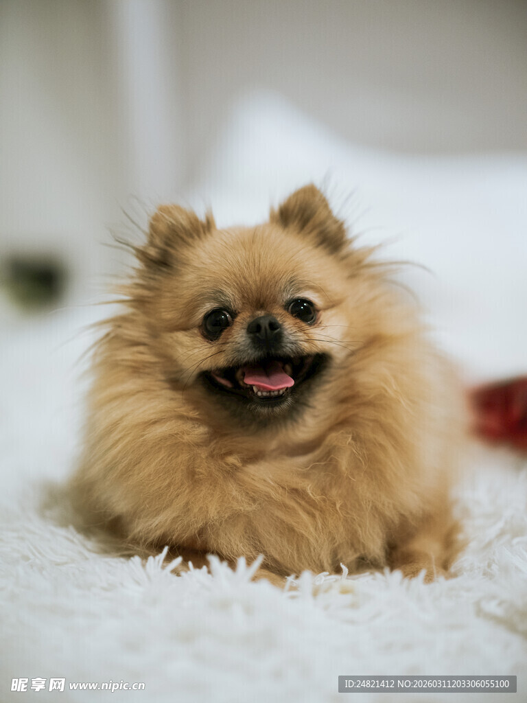 可爱博美犬惬意趴卧