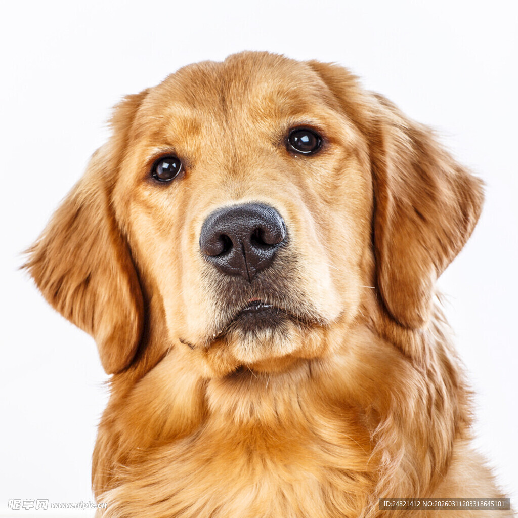 可爱金毛犬特写