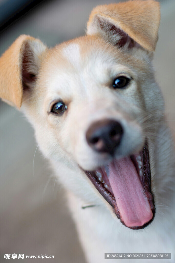 可爱吐舌小狗萌态尽显