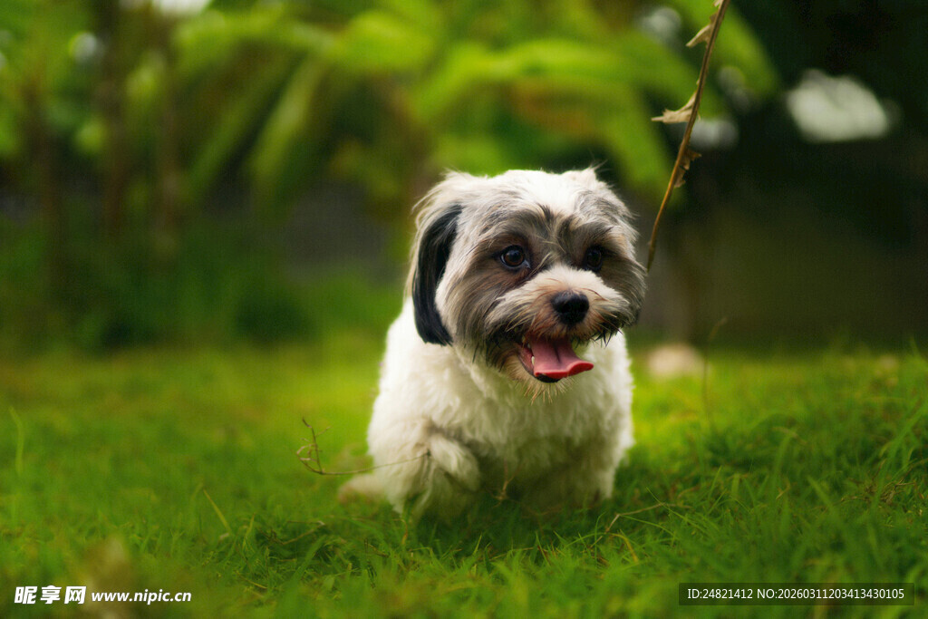 草地上奔跑的可爱小狗