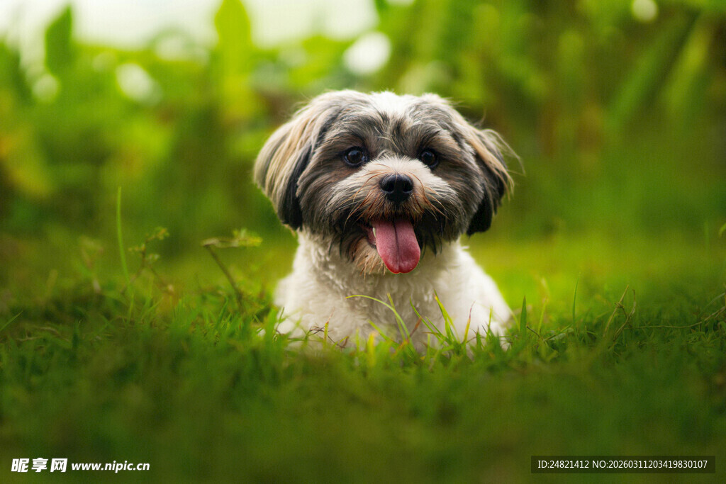 草地上吐舌的可爱小狗