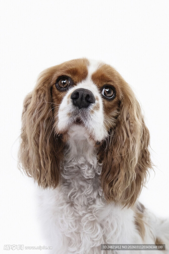 可爱查尔斯王小猎犬