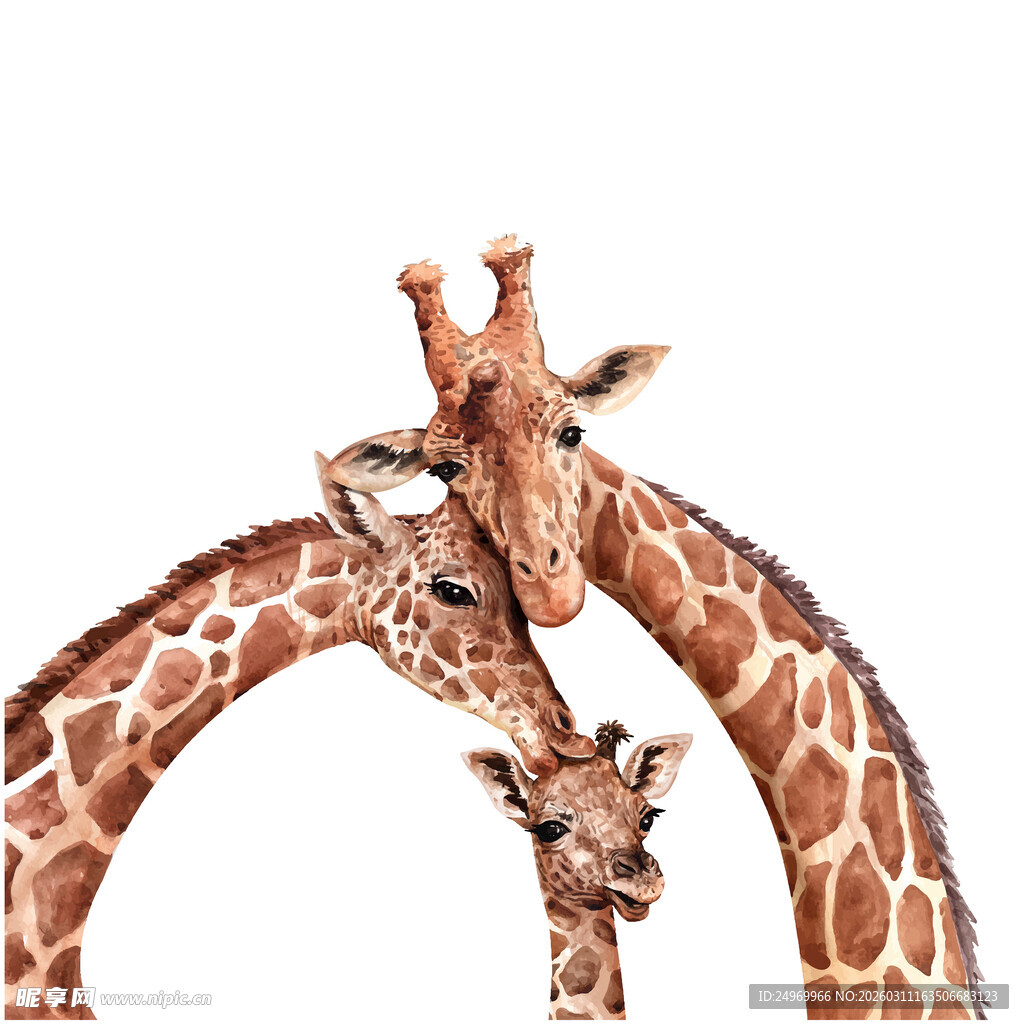 三只长颈鹿亲昵互动瞬间