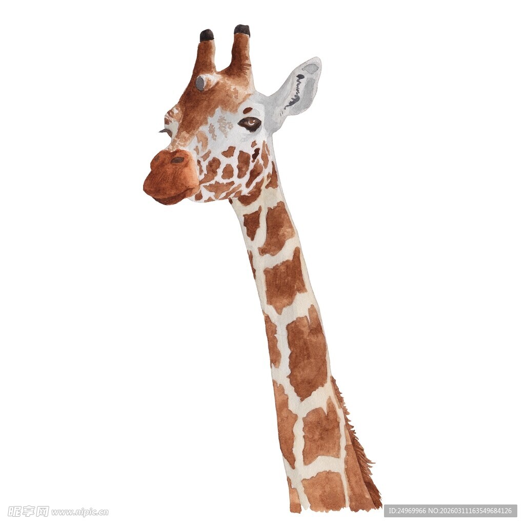 长颈鹿头部特写