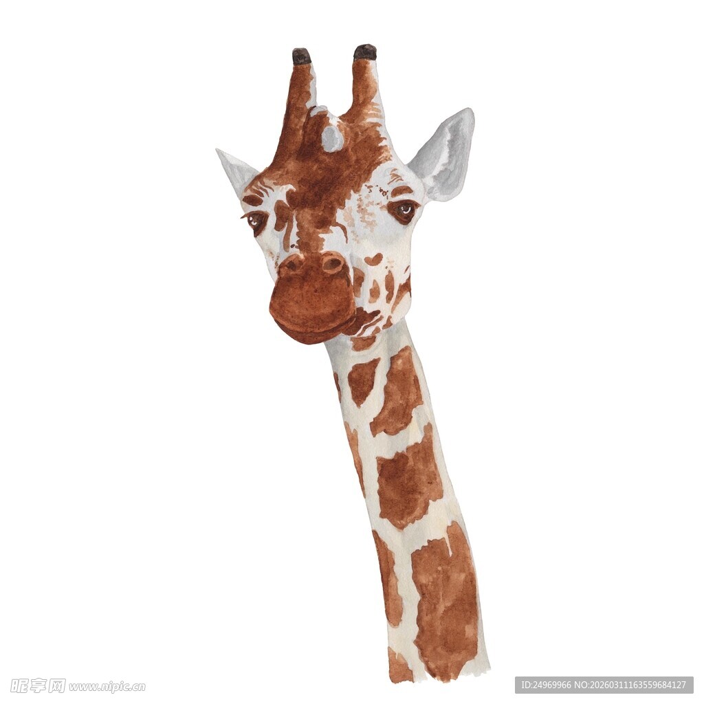 长颈鹿头部与颈部特写