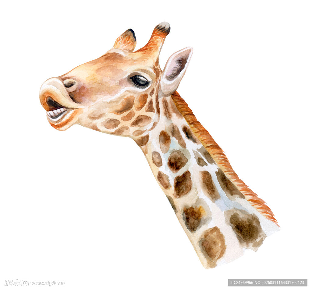 可爱长颈鹿头部水彩画