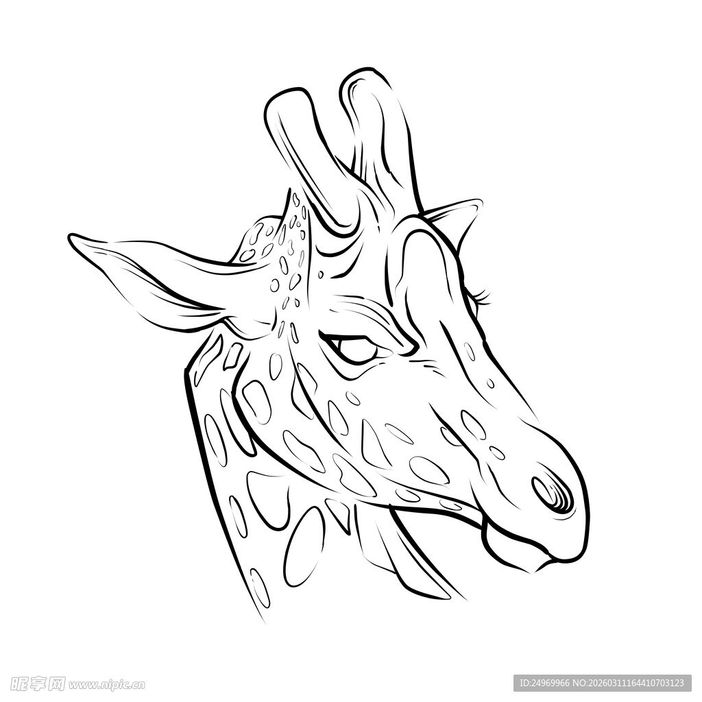 长颈鹿头部线描图