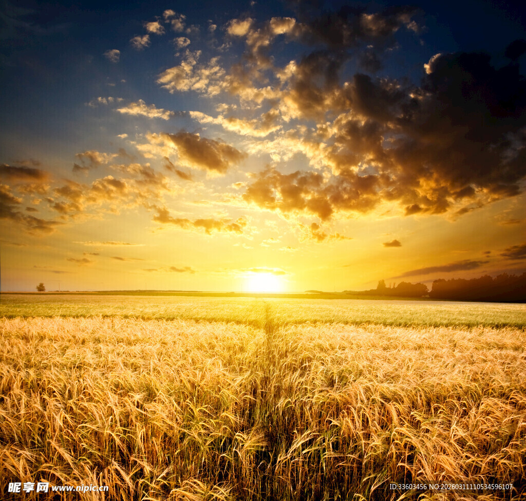 金色麦田的壮丽日落景观