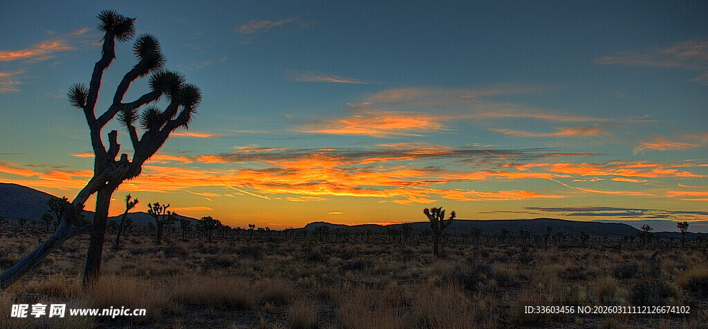 夕阳下的孤树剪影美景