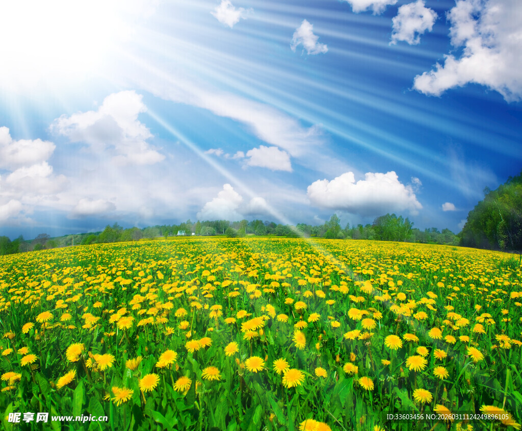 阳光照耀下的蒲公英花海