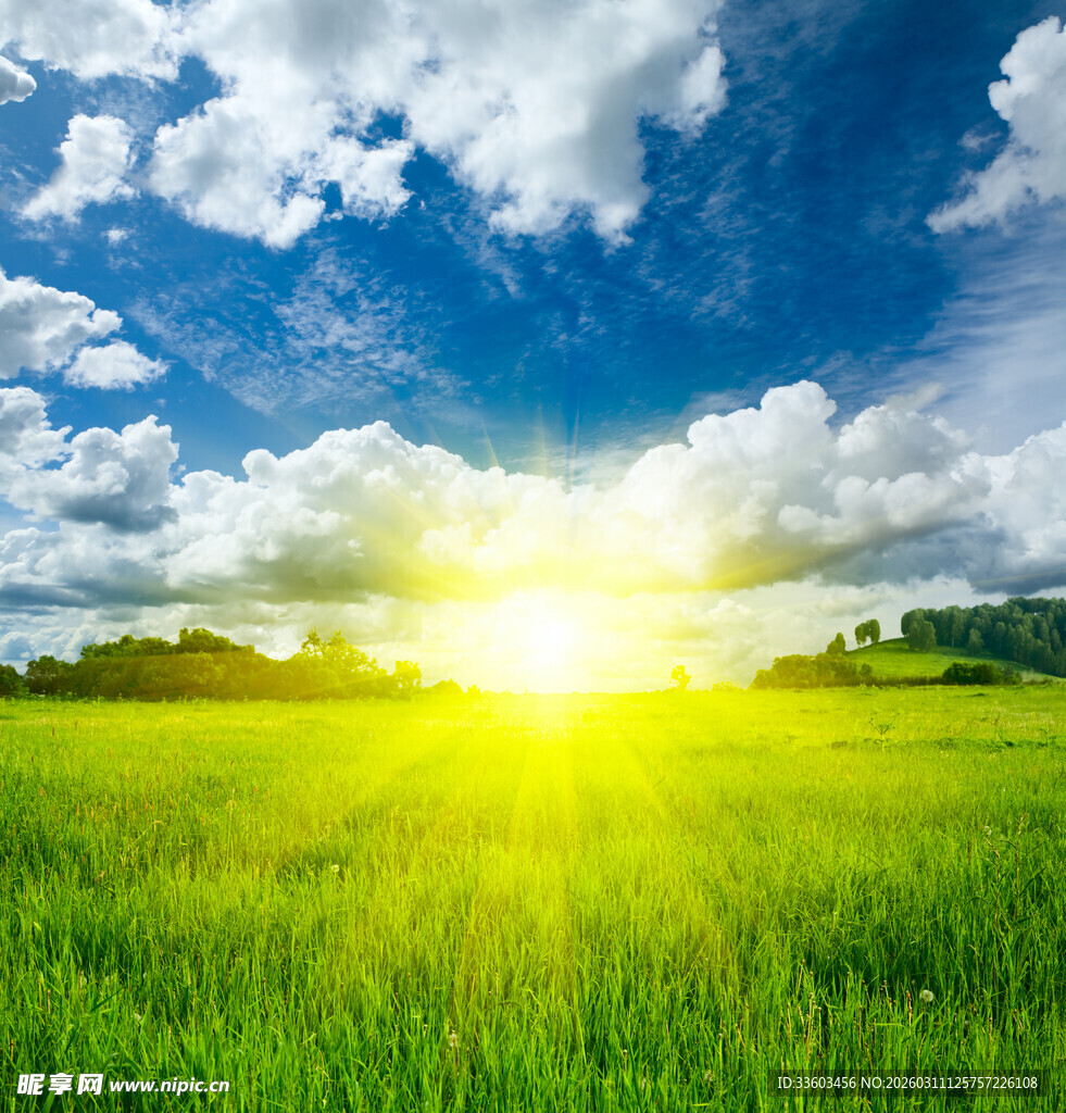 阳光照耀下的翠绿田野