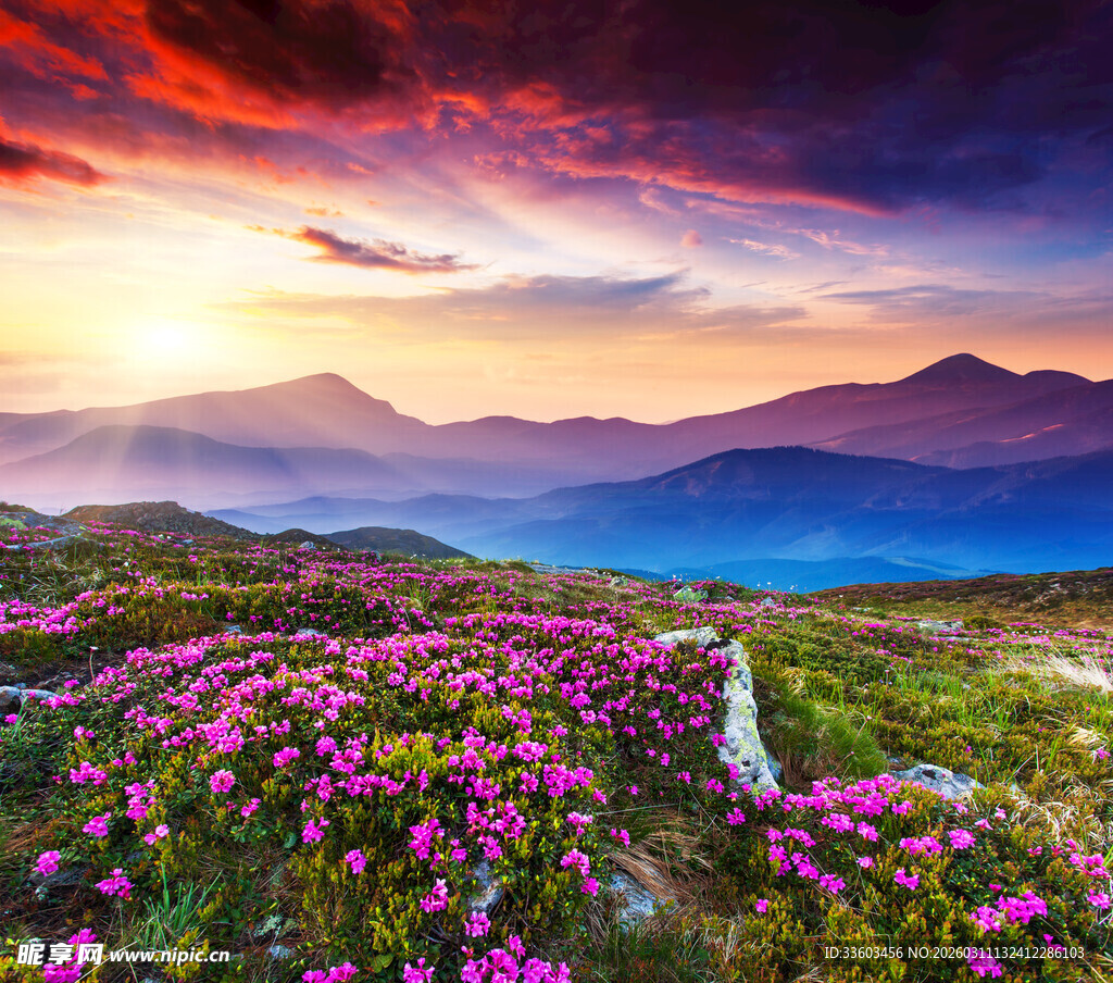 花海山间的绚丽日落美景