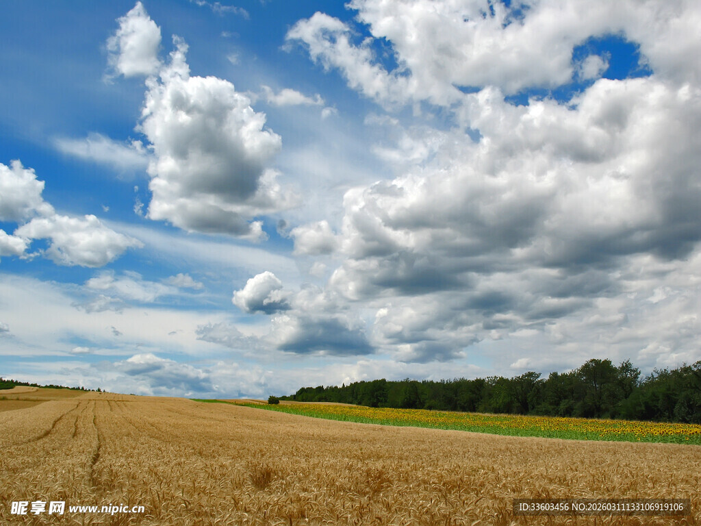 金黄田野与蓝天白云美景