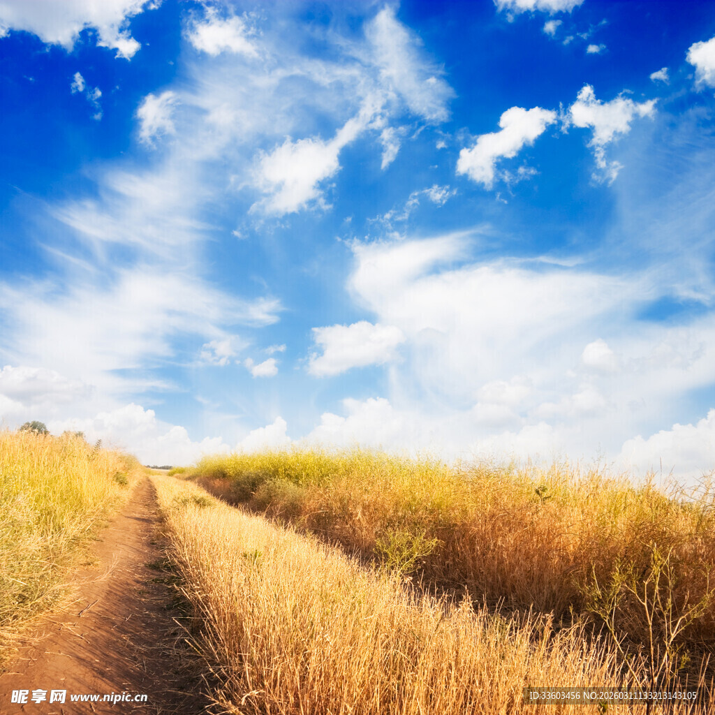 田野间的小径与蓝天白云