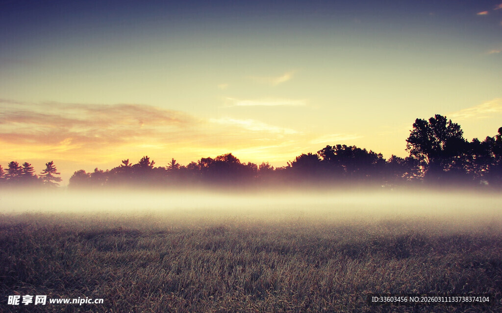 晨雾弥漫的日出森林景色