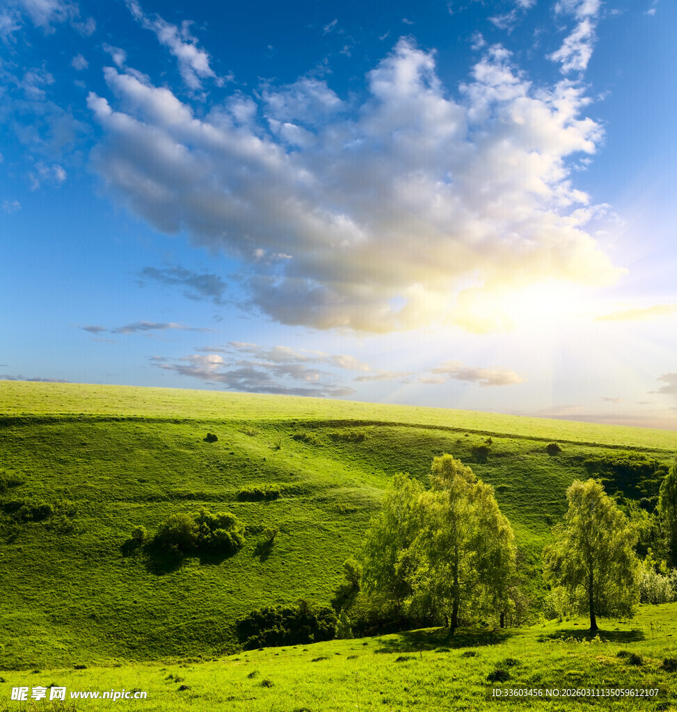 阳光照耀下的翠绿原野