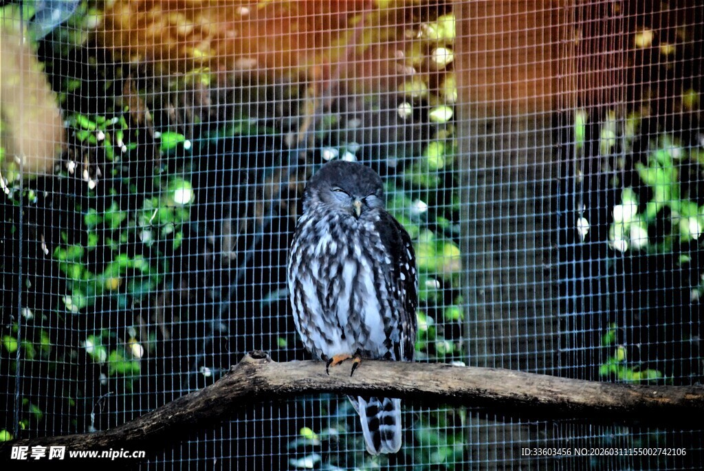 树枝上的黑色小鸟