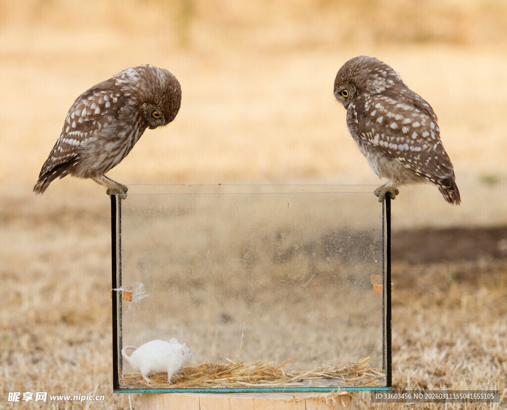 两只猫头鹰立于杆上
