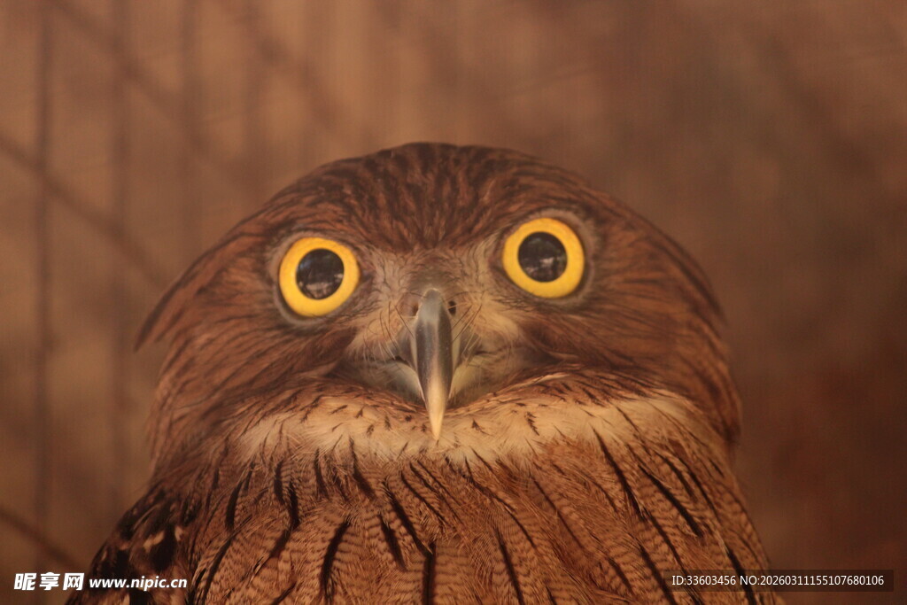 凝视的猫头鹰