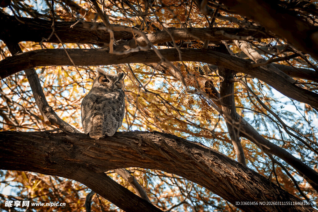 树枝上栖息的猫头鹰