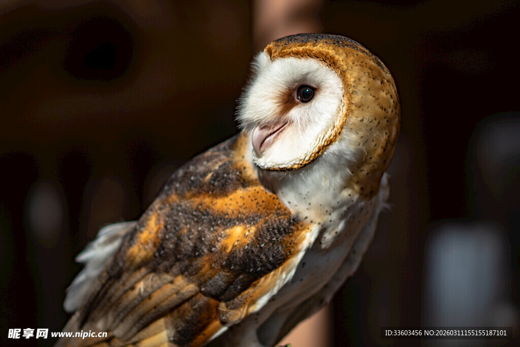 谷仓猫头鹰特写