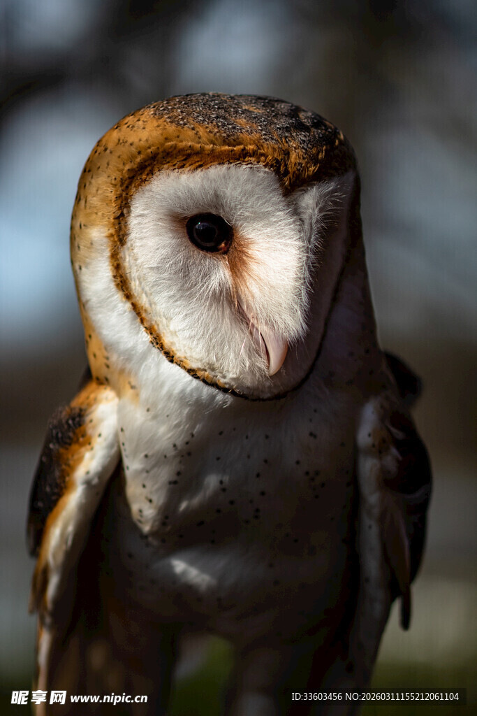 谷仓猫头鹰特写