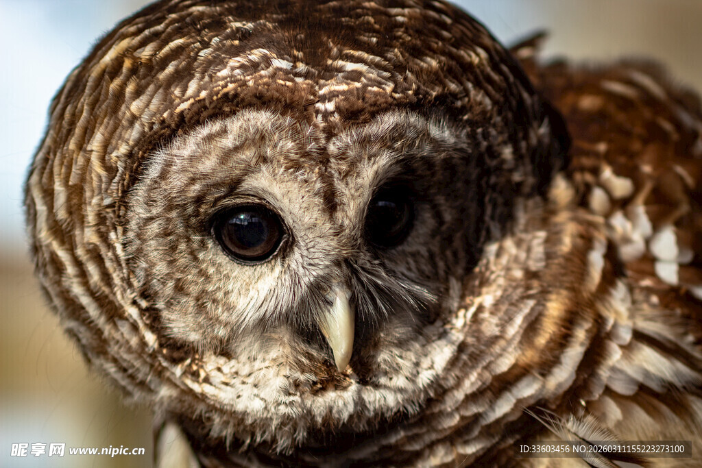 可爱的棕色猫头鹰