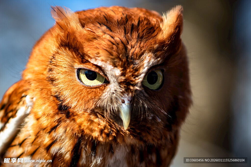 警惕的红棕色猫头鹰