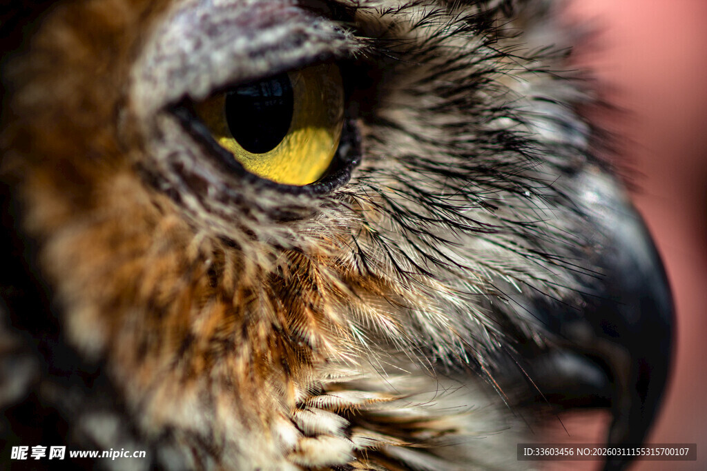 猫头鹰锐利眼眸特写