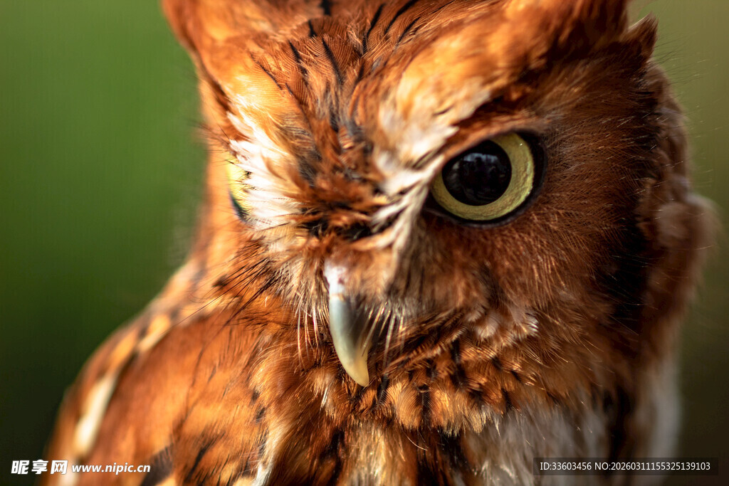棕红色猫头鹰特写