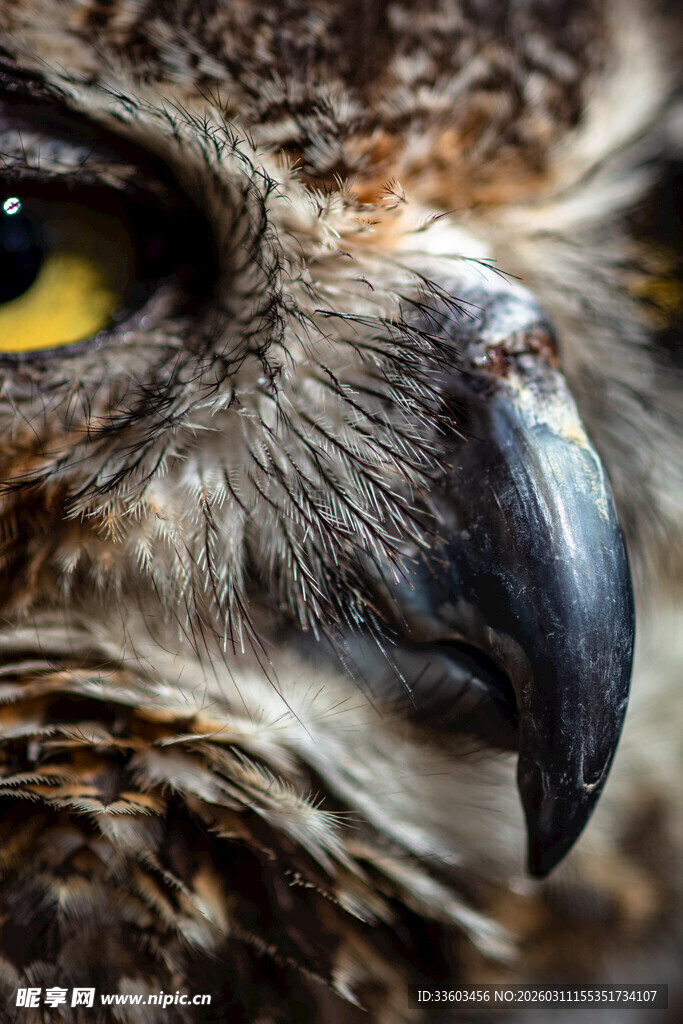 鹰的锐利眼神特写