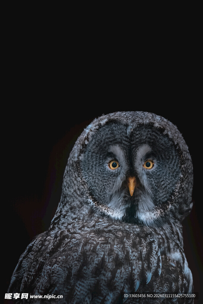 灰黑色猫头鹰特写