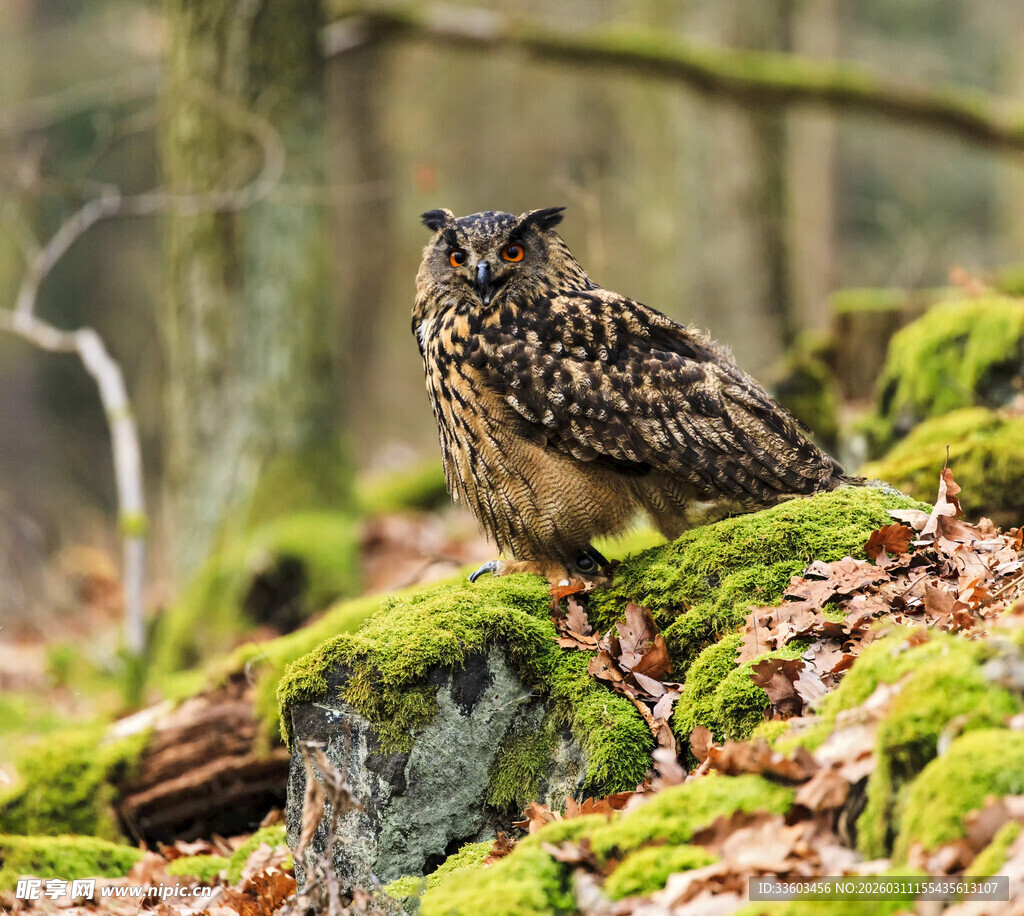 森林中栖息的猫头鹰