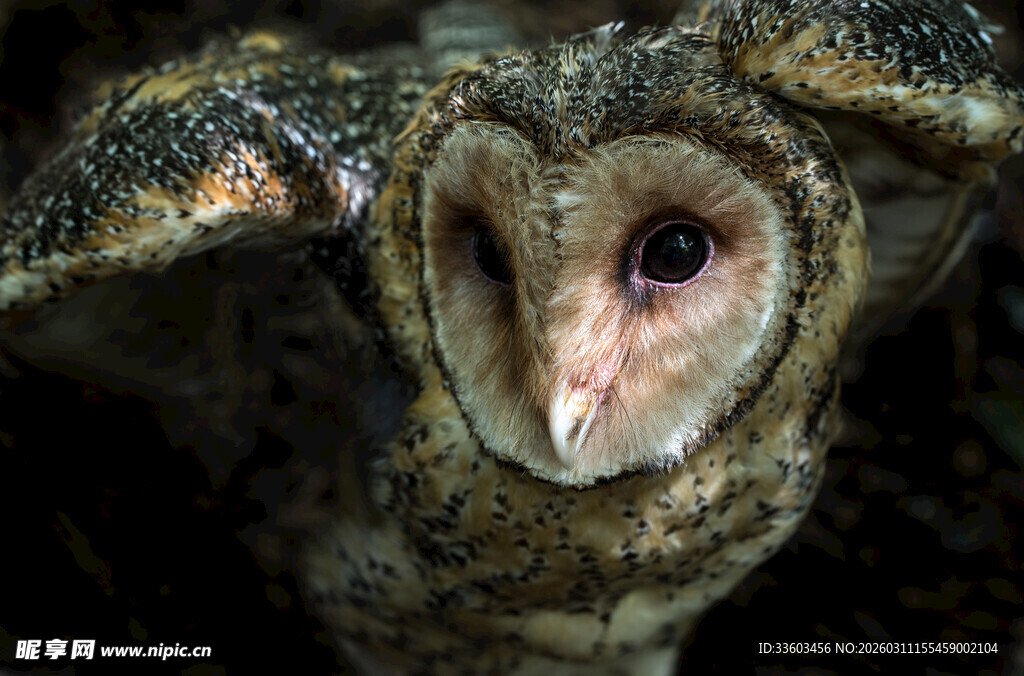 猫头鹰独特的心形脸特写