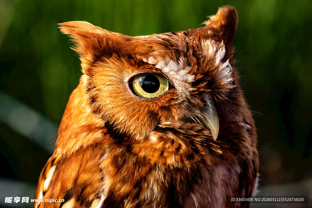 棕色猫头鹰特写