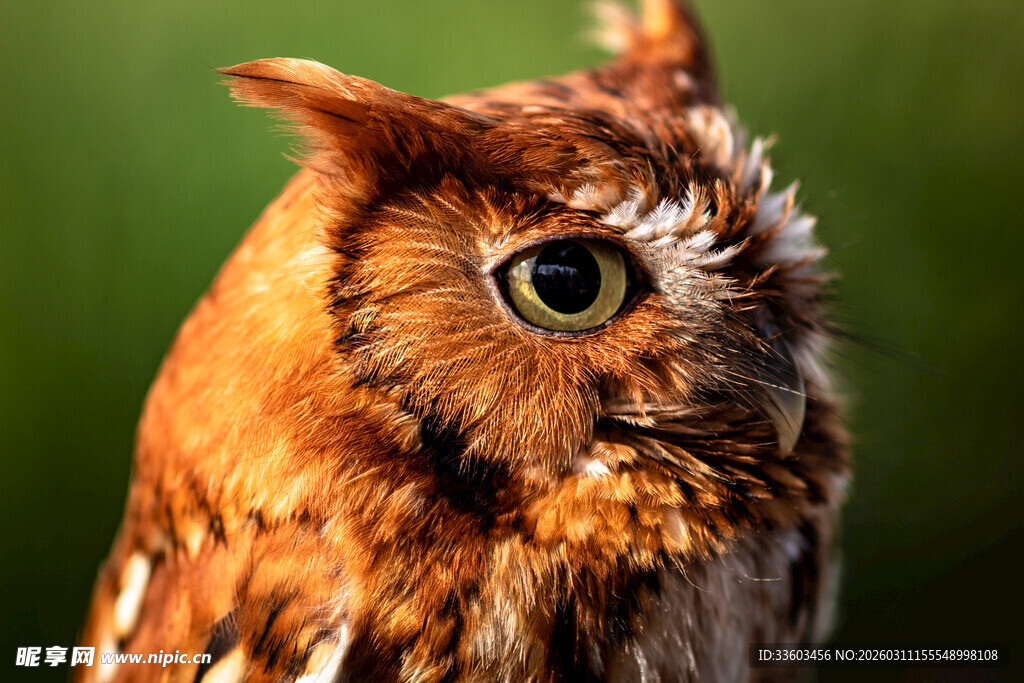 棕色猫头鹰特写