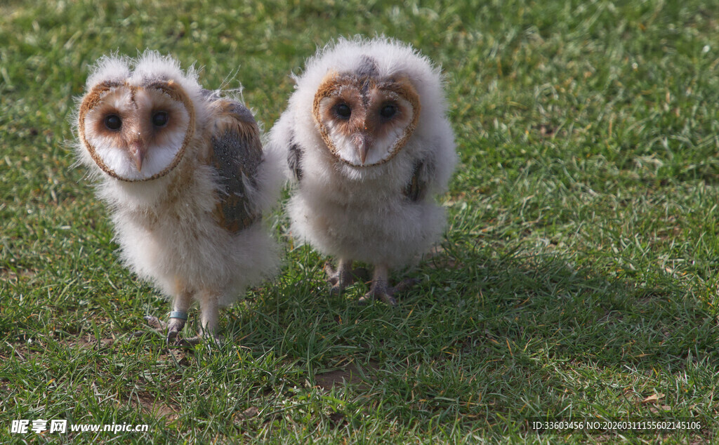 两只萌态小狗站在草地