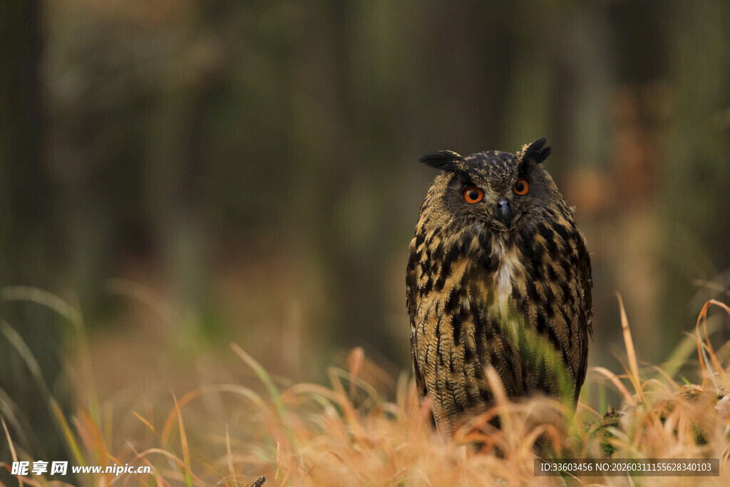 草丛中的猫头鹰
