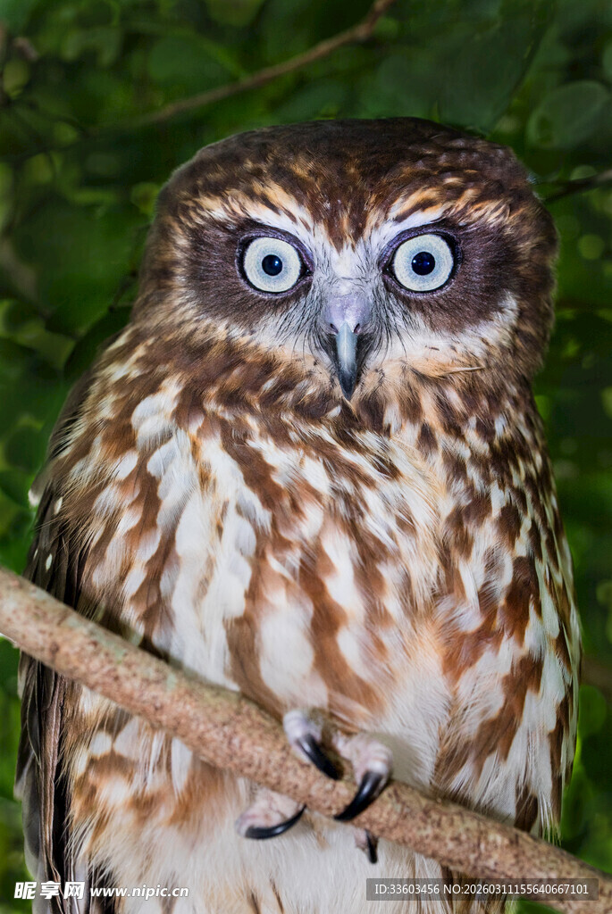 树枝上的大眼猫头鹰